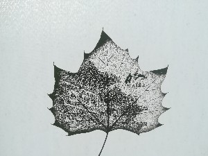 鞍山激光葉雕